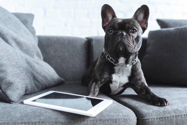 La importancia clave del SEO para las clínicas veterinarias, analizada por SEO Manager