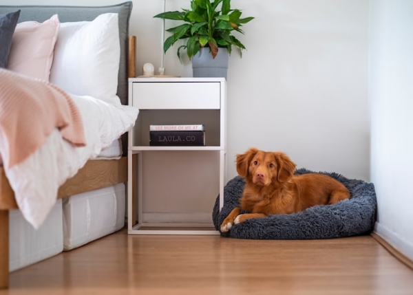 Suelos de parquet laminado para mascotas: ¿cuáles son las mejores opciones y cómo mantenerlos en buen estado?
