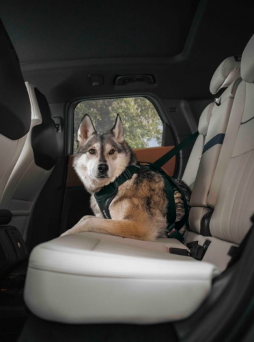 Thule Cappy, el arnés de coche para perros